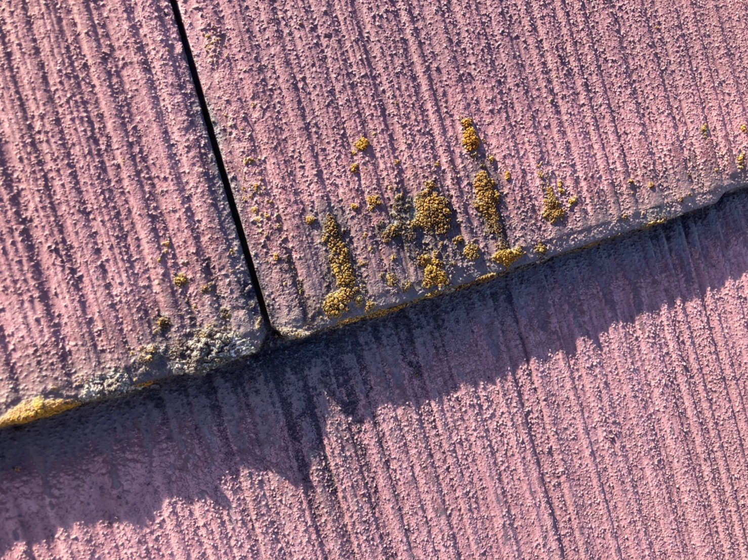 劣化した塗膜が原因で苔が発生中