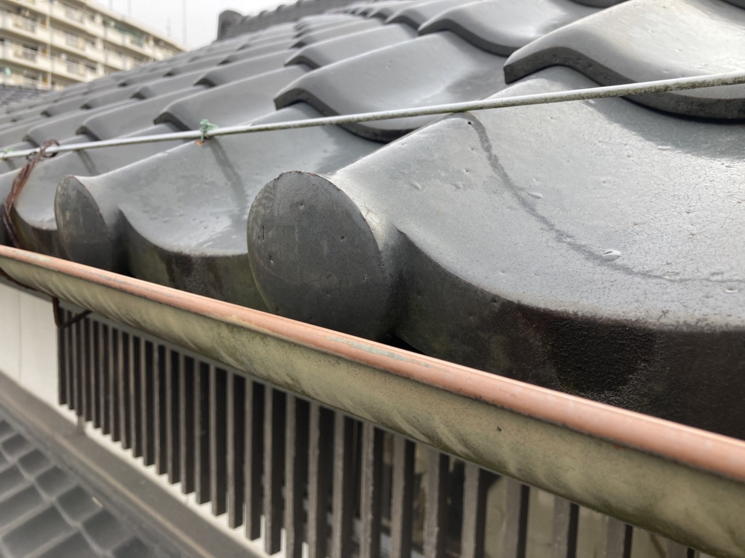 樋も屋根の一部です