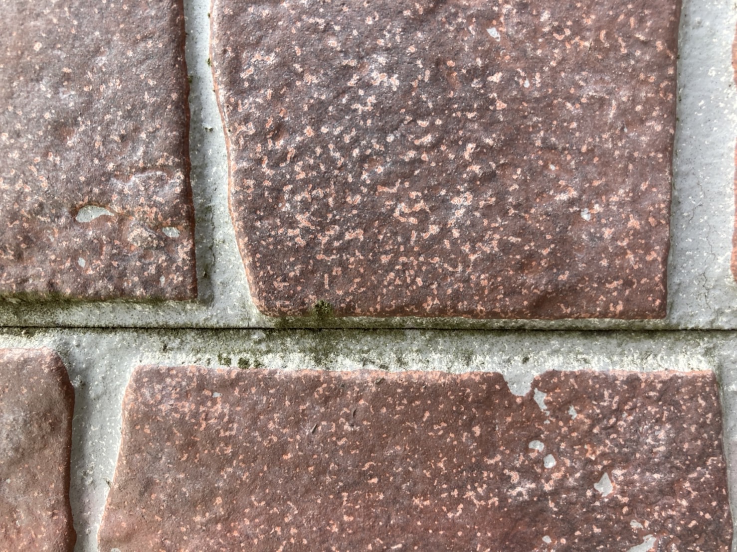 これは苔であり、塗膜の劣化症状で発生します