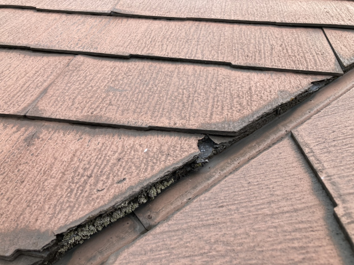 ニチハ　パミール