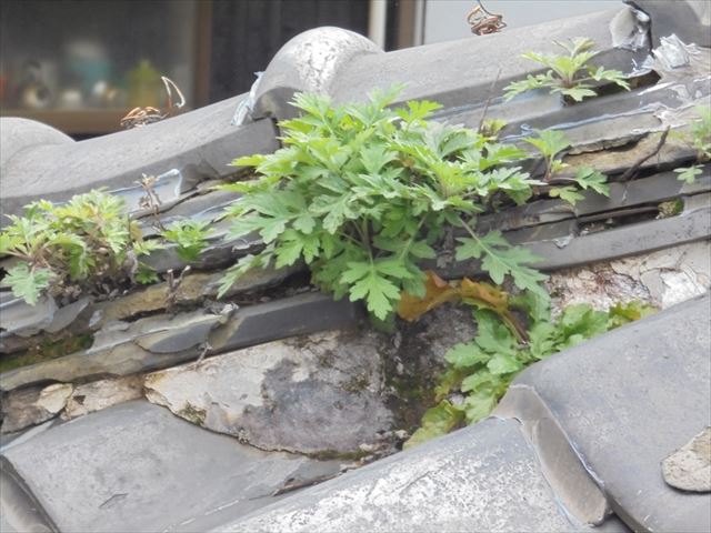 赤穂郡上郡町　隅棟にの草がすごいです。