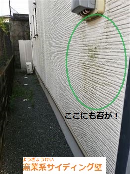 窯業系サイディング　苔