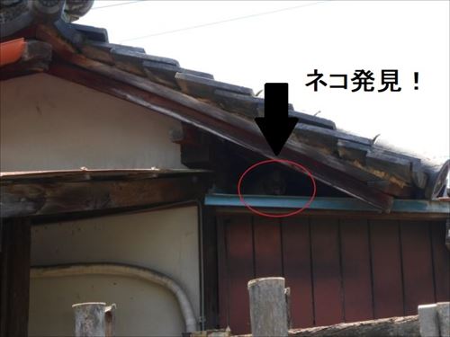 下屋・大屋根間　ネコ発見
