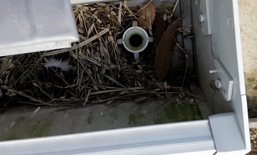 雨樋　鳥の巣　オーバーフロー