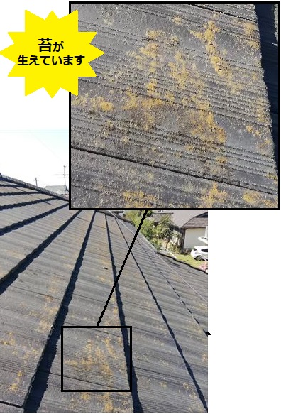 セメント瓦　苔　棟崩壊