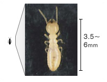 雨漏りで発生する害虫　シロアリ