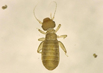 雨漏りで発生する害虫　チャタテムシ