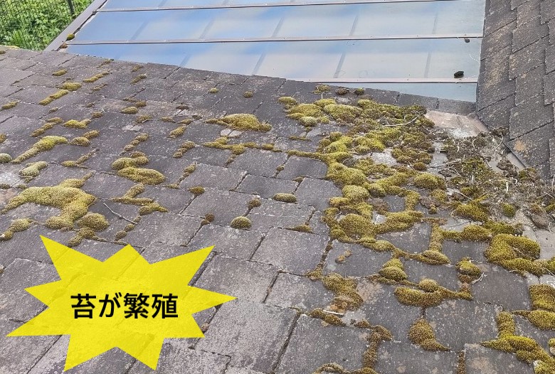 コロニアル屋根が劣化して苔が繁殖