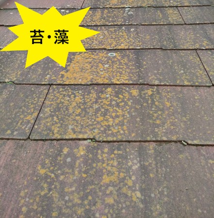 スレートに苔が生えている