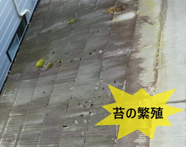 スレートに苔が繁殖している
