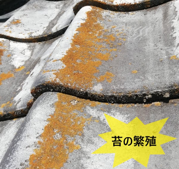 セメント瓦に苔が繁殖している