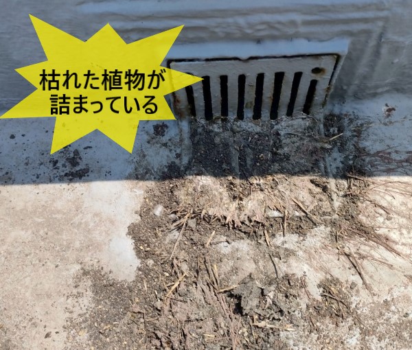 ドレンに枯れた植物が詰まっている