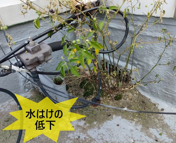 ドレンの雑草詰まりで水はけの低下