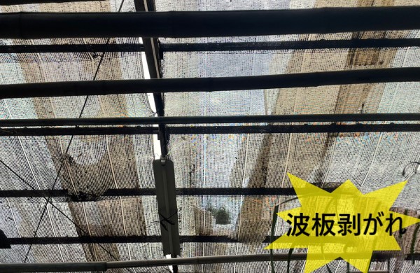 ハウス屋根の波板が台風で剥がれている