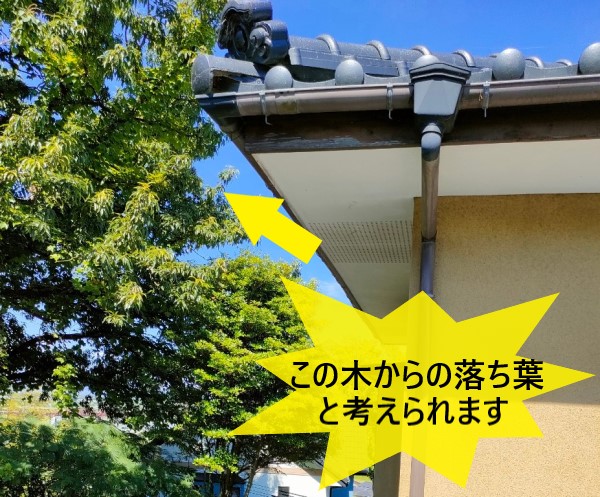 住宅周辺に木があって落ち葉が雨樋に溜まる