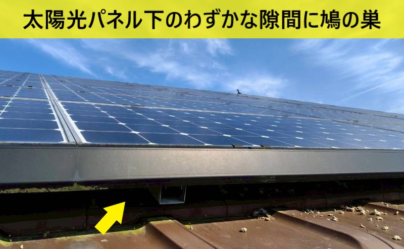 太陽光パネル下のわずかな隙間に鳩の巣が作られている