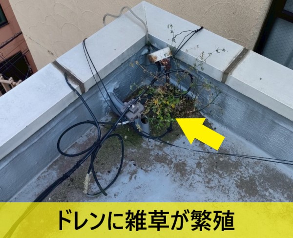 屋上のドレンに雑草が繁殖している