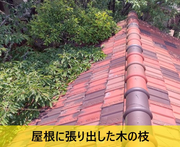 屋根に張り出した木の枝