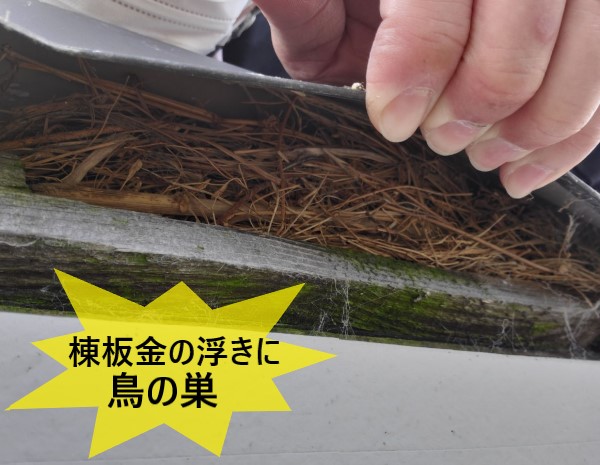 棟板金が浮いて鳥の巣が作られている