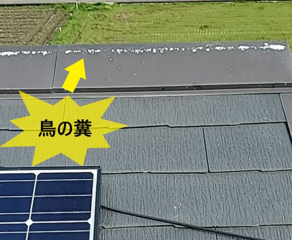 棟板金の浮いた隙間に鳥の巣を作られて鳥の糞が落とされている