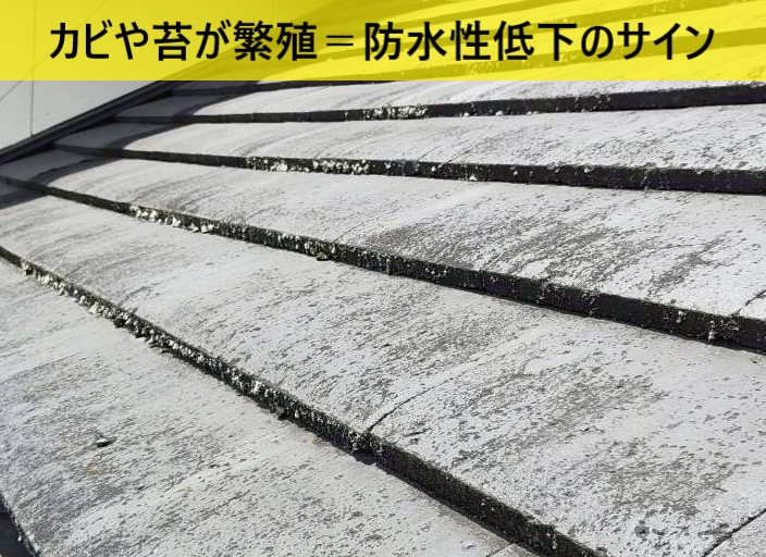 洋瓦（セメント瓦）にカビや苔が繁殖しており防水性が低下しているサインです