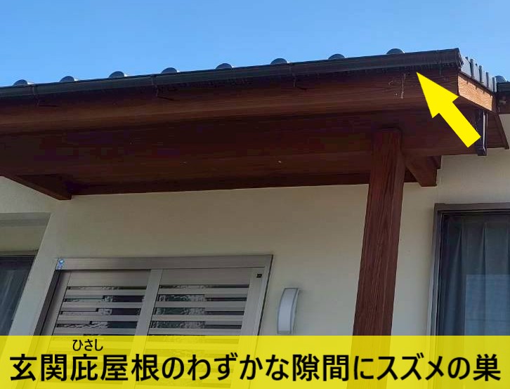 玄関庇屋根のわずかな隙間にスズメの巣が作られている