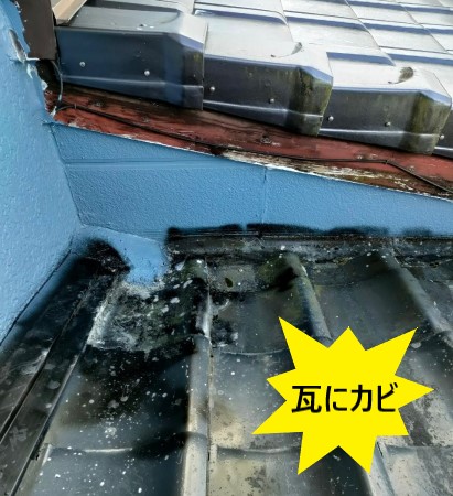 瓦にカビが生えている