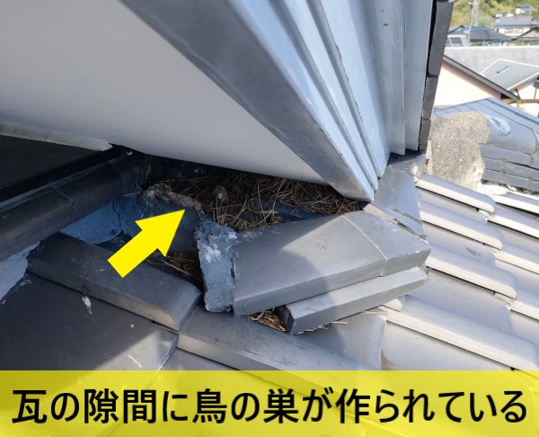 瓦の隙間に鳥の巣が作られている