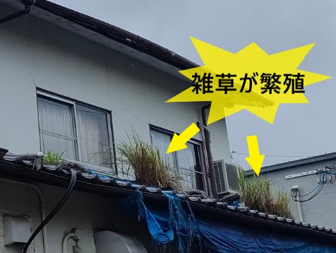 瓦屋根の上に雑草が繁殖している