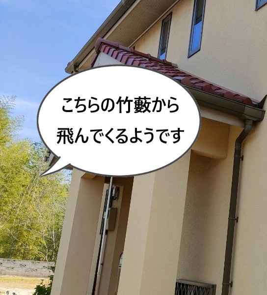 竹藪が近くにあり笹の葉が軒樋に溜まる