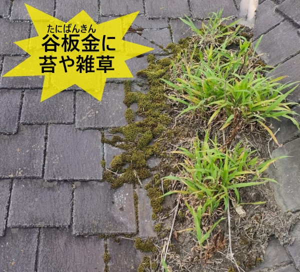 谷板金に苔や雑草が繁殖