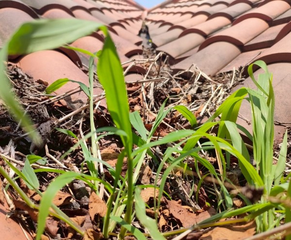 谷樋に落ち葉が溜まっている