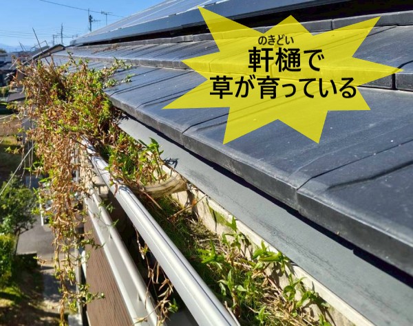 軒樋で草が育っている