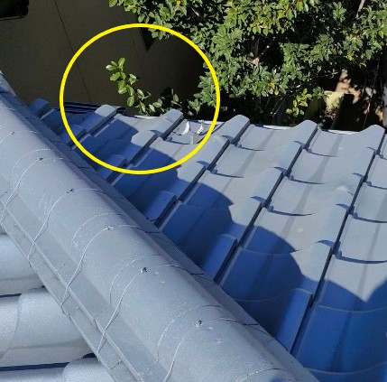 軒樋に植物が生えている