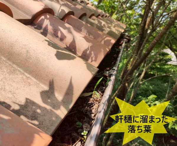 軒樋に溜まった落ち葉