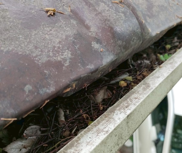 軒樋に溜まった落ち葉や枝