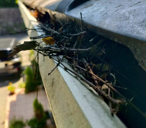 軒樋に溜まった落ち葉や枝を集めている