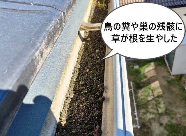 軒樋に溜まった鳥の糞や巣の残骸に草が根を生やして繁殖した