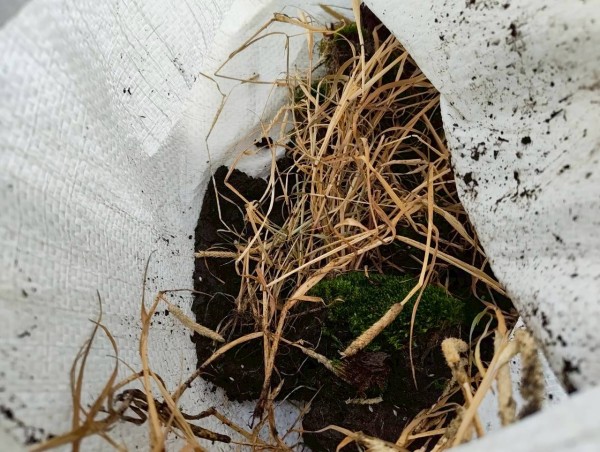軒樋に溜まっていた泥や枯草、苔