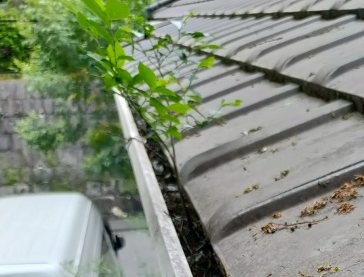 軒樋に生えた木