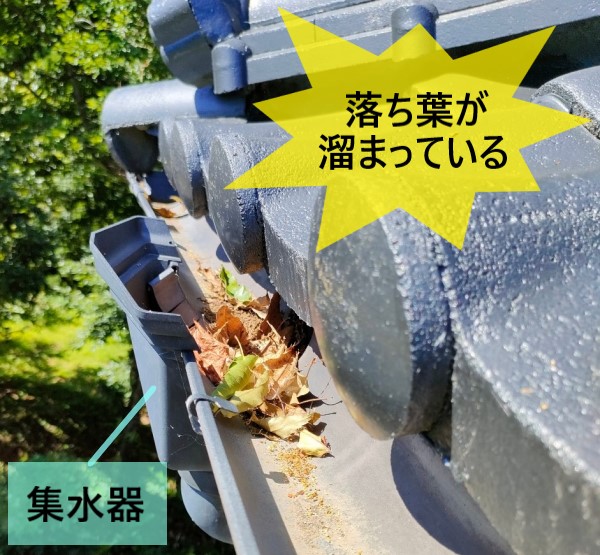 軒樋に落ち葉が溜まっている