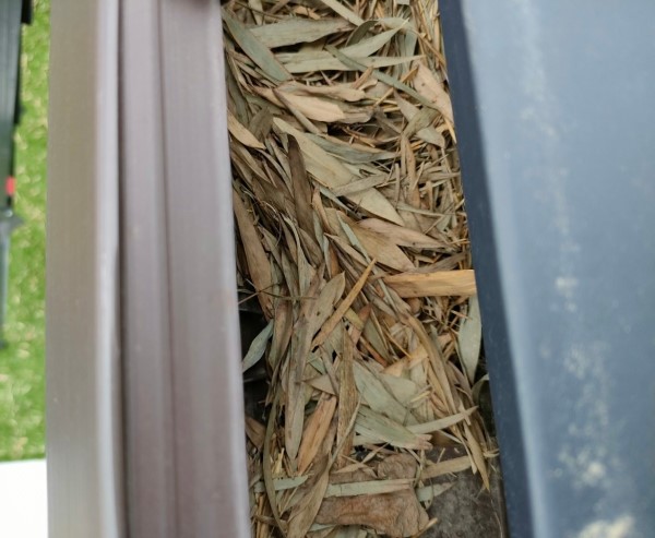 軒樋に落ち葉が溜まっている