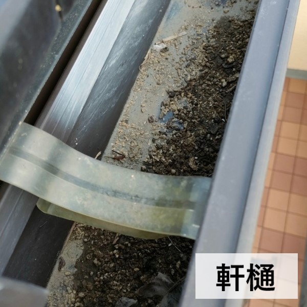 軒樋に鳩の糞が溜まっている