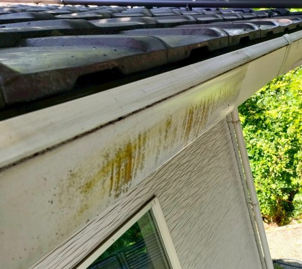 軒樋の外側に汚れや藻が付いている