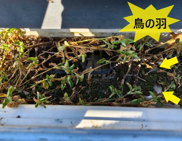 軒樋の草と一緒に鳥の羽も見つかりました