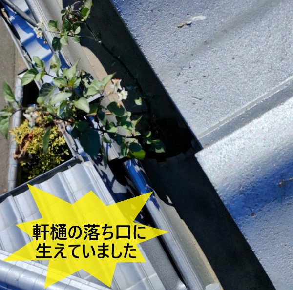 軒樋の落ち口に植物が生えています