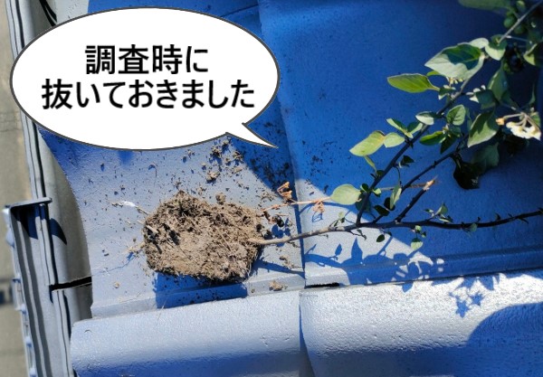 軒樋の落ち口に生えている植物は調査時に抜いておきました