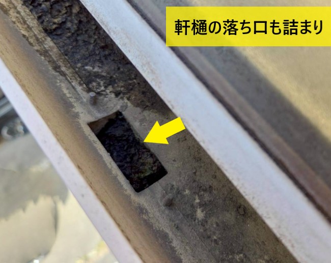 軒樋の落ち口も土や苔が詰まっている