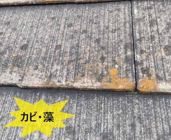 防水性がなくなったコロニアルにカビや藻が生えている