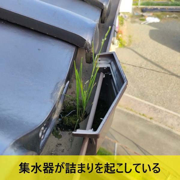 雨樋の集水器が詰まりを起こして草が生えている
